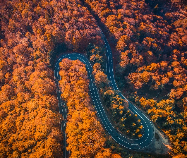 Winding forest road representing ML arteka's governed path from fragmented data to AI.